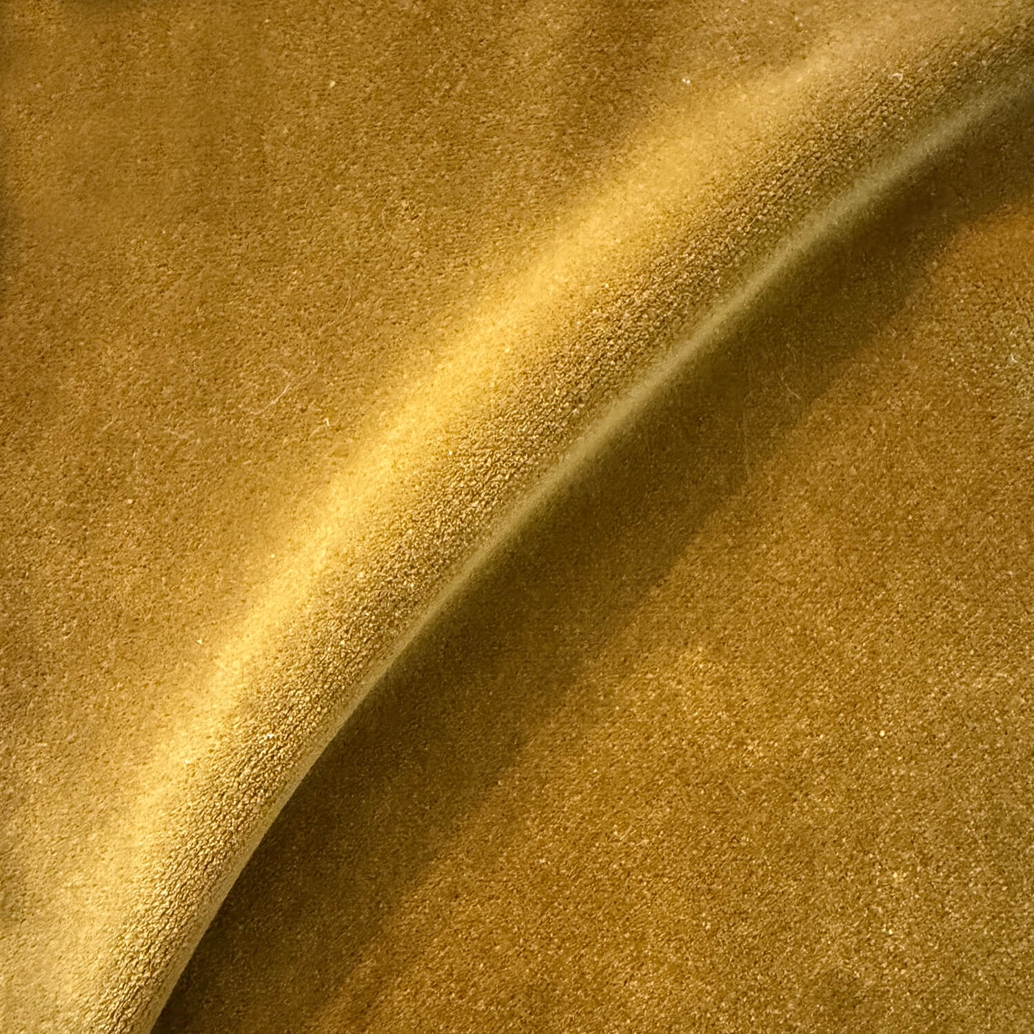 Aster Oro Velvet